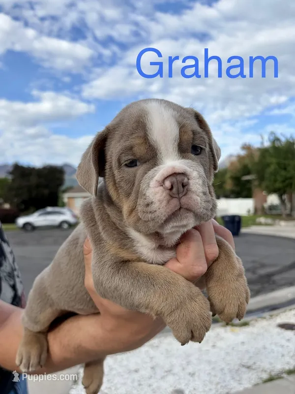 Graham  – English Bulldog, French Bulldog puppy for sale in Sandy, UT
