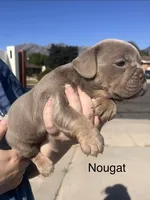 Nougat, a female English Bulldog and French Bulldog for sale in Sandy, UT – 2 of 3