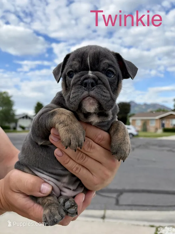 Twinkie – English Bulldog, French Bulldog puppy for sale in Sandy, UT
