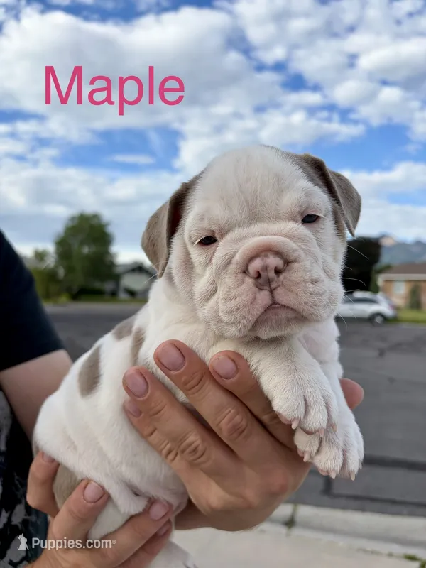 Maple – English Bulldog, French Bulldog puppy for sale in Sandy, UT