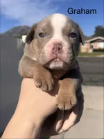 Graham , a male English Bulldog and French Bulldog for sale in Sandy, UT – 1 of 3