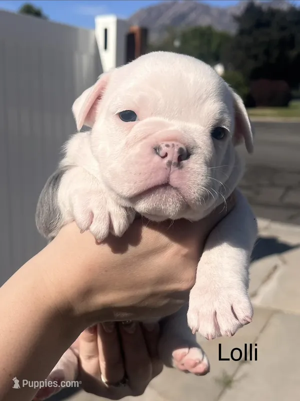 Lolli – English Bulldog, French Bulldog puppy for sale in Sandy, UT