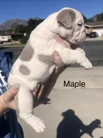 Maple, a female English Bulldog and French Bulldog for sale in Sandy, UT – 3 of 3