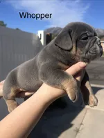 Whopper , a male English Bulldog and French Bulldog for sale in Sandy, UT – 2 of 3