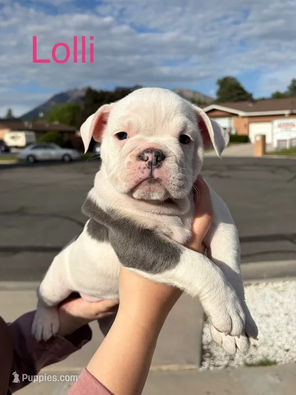 Lolli – English Bulldog, French Bulldog puppy for sale in Sandy, UT