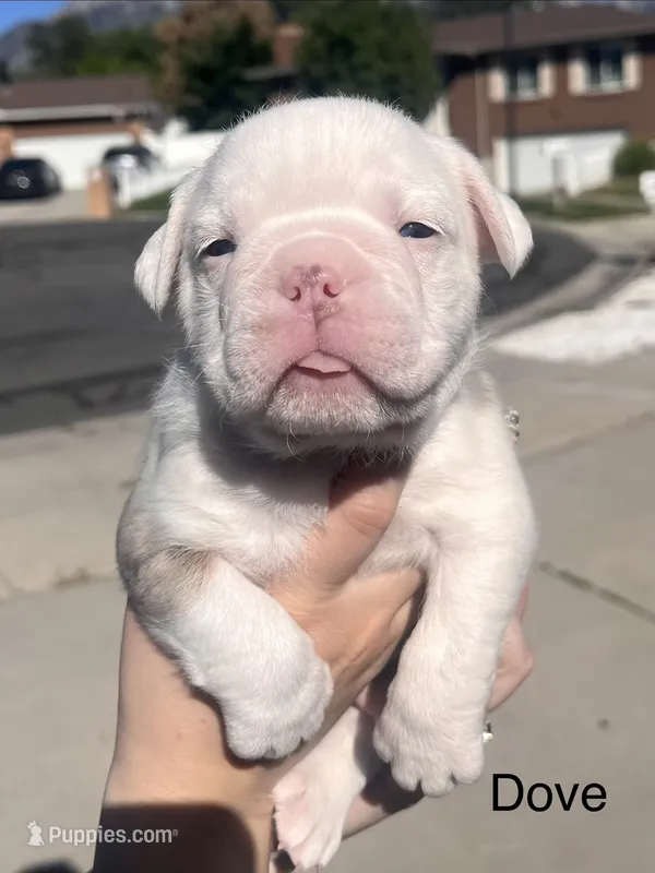 Dove – English Bulldog, French Bulldog puppy for sale in Sandy, UT