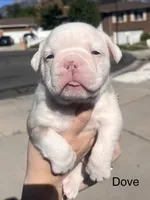 Dove, a female English Bulldog and French Bulldog for sale in Sandy, UT – 1 of 3