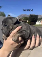 Twinkie, a female English Bulldog and French Bulldog for sale in Sandy, UT – 2 of 3