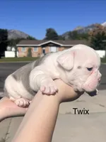 Twix, a female English Bulldog and French Bulldog for sale in Sandy, UT – 3 of 3