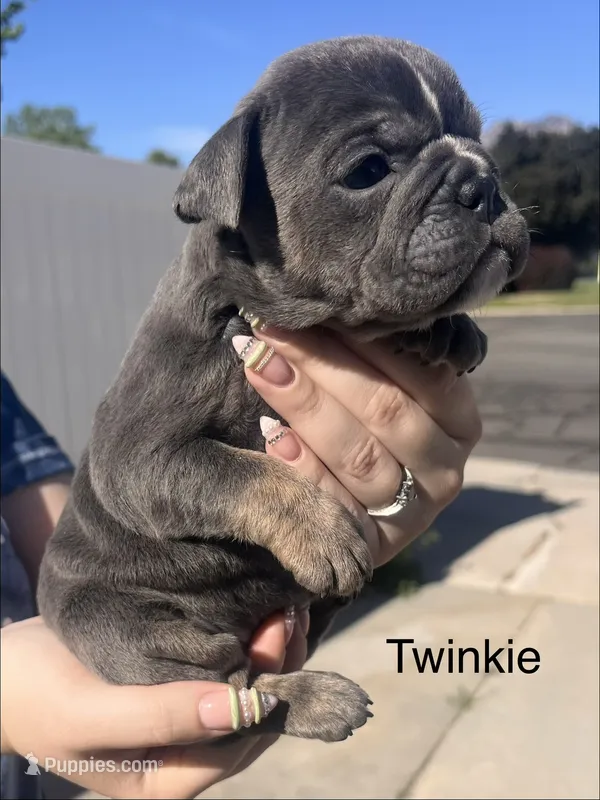 Twinkie – English Bulldog, French Bulldog puppy for sale in Sandy, UT
