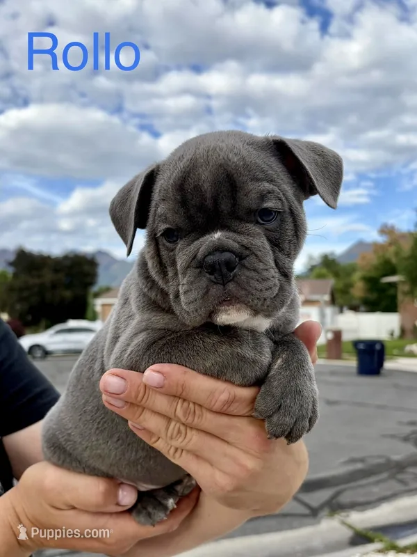 Rollo – English Bulldog, French Bulldog puppy for sale in Sandy, UT