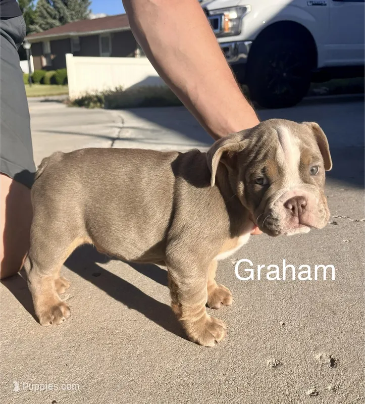 Graham  – English Bulldog, French Bulldog puppy for sale in Sandy, UT