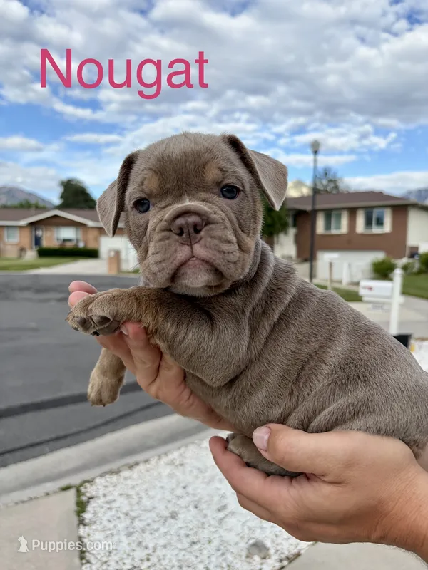 Nougat – English Bulldog, French Bulldog puppy for sale in Sandy, UT