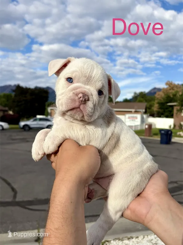 Dove – English Bulldog, French Bulldog puppy for sale in Sandy, UT