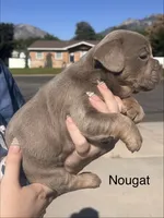 Nougat, a female English Bulldog and French Bulldog for sale in Sandy, UT – 3 of 3