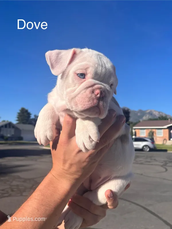 Dove – English Bulldog, French Bulldog puppy for sale in Sandy, UT