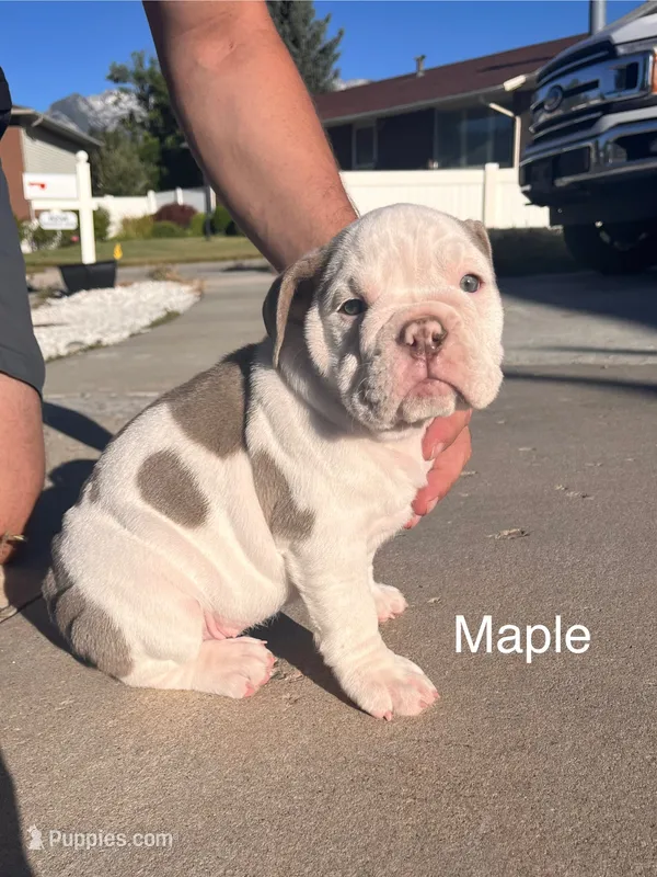 Maple – English Bulldog, French Bulldog puppy for sale in Sandy, UT