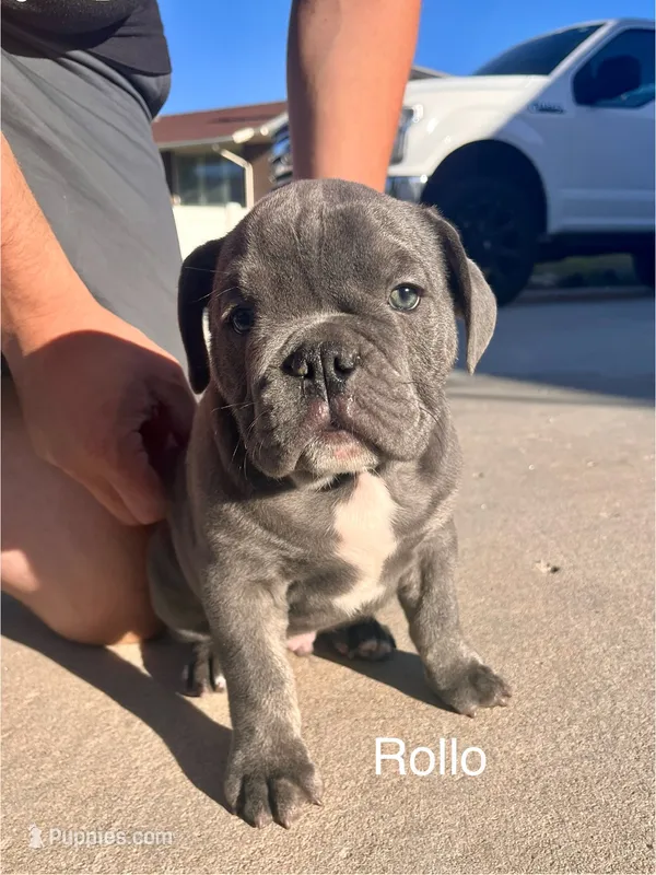 Rollo – English Bulldog, French Bulldog puppy for sale in Sandy, UT