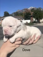 Dove, a female English Bulldog and French Bulldog for sale in Sandy, UT – 2 of 3