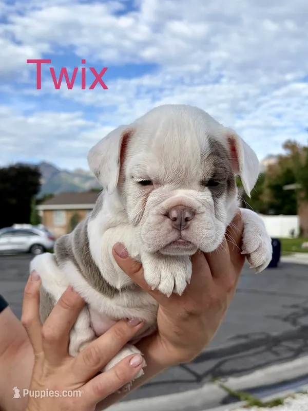 Twix – English Bulldog, French Bulldog puppy for sale in Sandy, UT