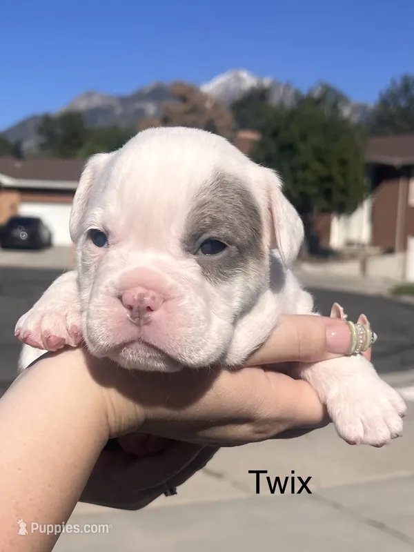 Twix – English Bulldog, French Bulldog puppy for sale in Sandy, UT
