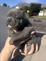 Rollo, a male English Bulldog and French Bulldog for sale in Sandy, UT – 1 of 3