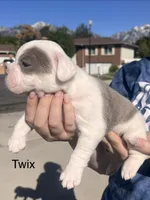 Twix, a female English Bulldog and French Bulldog for sale in Sandy, UT – 2 of 3