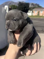 Rollo, a male English Bulldog and French Bulldog for sale in Sandy, UT – 3 of 3
