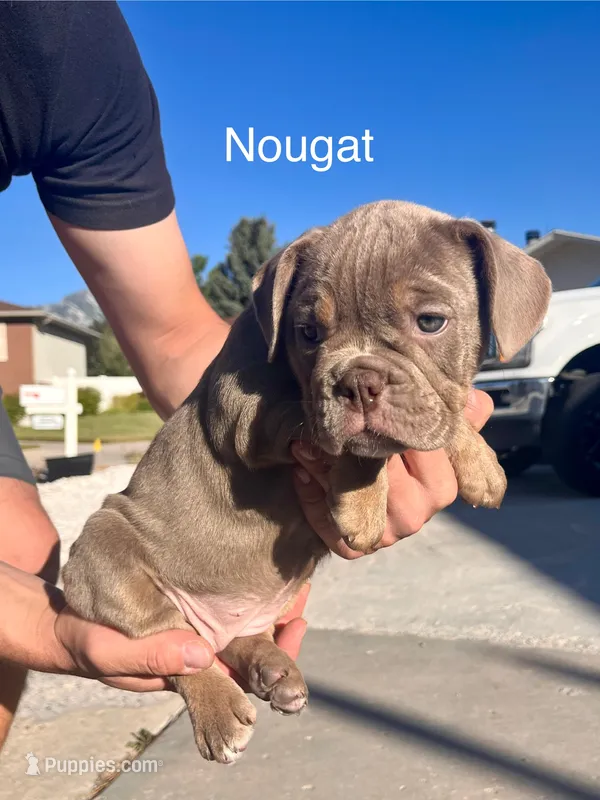 Nougat – English Bulldog, French Bulldog puppy for sale in Sandy, UT