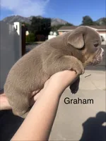 Graham , a male English Bulldog and French Bulldog for sale in Sandy, UT – 3 of 3