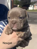 Nougat, a female English Bulldog and French Bulldog for sale in Sandy, UT – 1 of 3