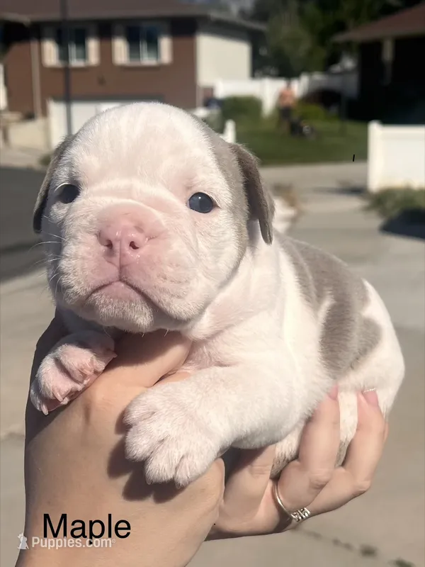 Maple – English Bulldog, French Bulldog puppy for sale in Sandy, UT