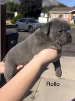 Rollo, a male English Bulldog and French Bulldog for sale in Sandy, UT – 2 of 3