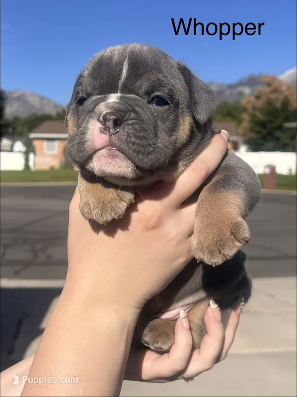 Whopper  – English Bulldog, French Bulldog puppy for sale in Sandy, UT