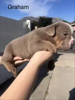 Graham , a male English Bulldog and French Bulldog for sale in Sandy, UT – 2 of 3
