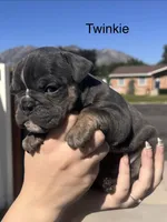 Twinkie, a female English Bulldog and French Bulldog for sale in Sandy, UT – 3 of 3