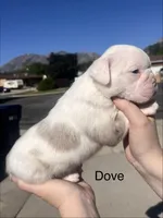 Dove, a female English Bulldog and French Bulldog for sale in Sandy, UT – 3 of 3