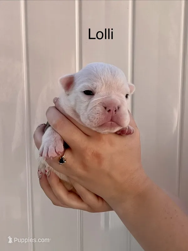 Lolli – English Bulldog, French Bulldog puppy for sale in Sandy, UT