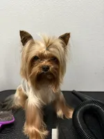 Baby boy, a male Yorkshire Terrier for sale in Saint Cloud, FL – 6 of 6