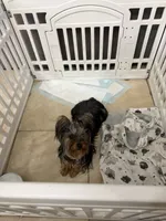 Baby boy, a male Yorkshire Terrier for sale in Saint Cloud, FL – 5 of 6