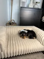 Baby boy, a male Yorkshire Terrier for sale in Saint Cloud, FL – 4 of 6