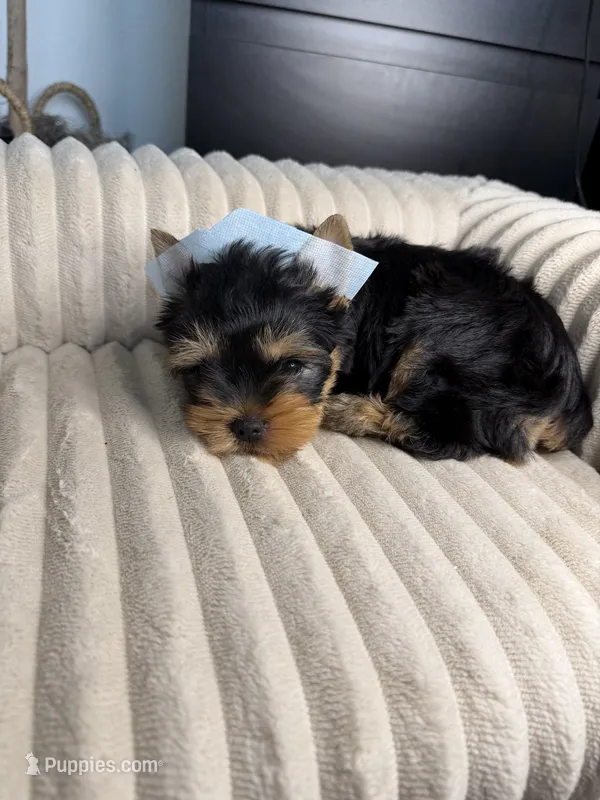 Baby boy – Yorkshire Terrier puppy for sale in Saint Cloud, FL