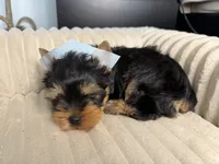 Baby boy, a male Yorkshire Terrier for sale in Saint Cloud, FL – 3 of 6