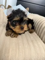 Baby boy, a male Yorkshire Terrier for sale in Saint Cloud, FL – 2 of 6