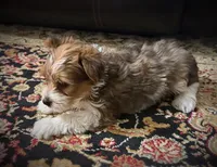 Maisy, a female Yorkshire Terrier for sale in Okmulgee, OK – Photo 3 of 4