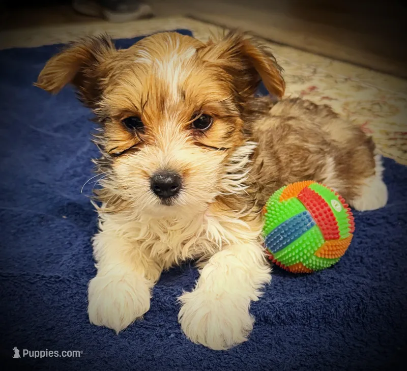 Maisy – Yorkshire Terrier puppy for sale in Okmulgee, OK