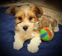 Maisy, a female Yorkshire Terrier for sale in Okmulgee, OK – Photo 1 of 4