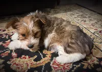 Maisy, a female Yorkshire Terrier for sale in Okmulgee, OK – Photo 2 of 4