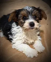 Mork, a male Yorkshire Terrier for sale in Okmulgee, OK – Photo 3 of 5