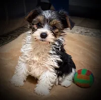 Mork, a male Yorkshire Terrier for sale in Okmulgee, OK – Photo 5 of 5